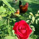 R&b Albero Cavo Bed and Breakfast