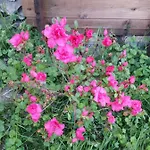 R&b Albero Cavo Bed and Breakfast
