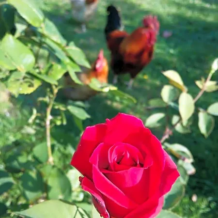 R&b Albero Cavo Bed & Breakfast Parma