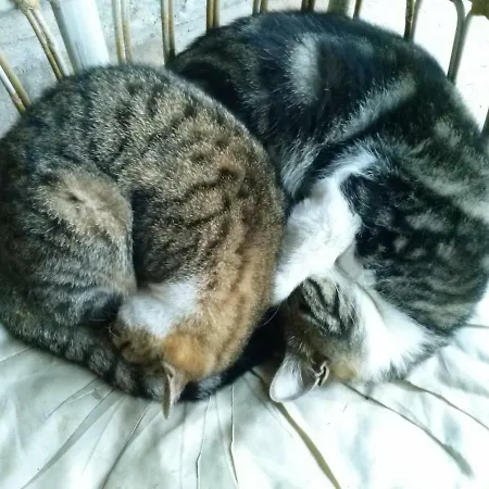 ベッド・アンド・ブレックファスト R&b Albero Cavo パルマ