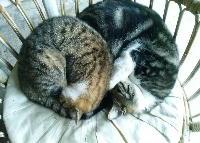 Panzió R&b Albero Cavo Parma