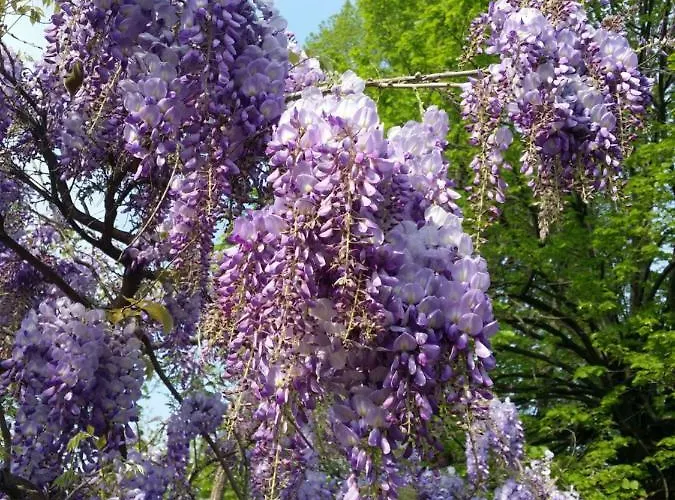 R&b Albero Cavo Отель типа 