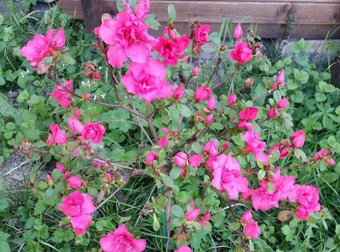 R&b Albero Cavo Отель типа 