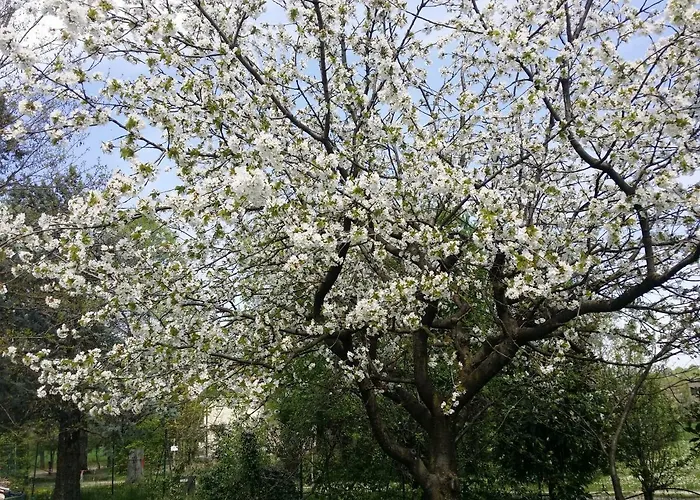 Bed & Breakfast R&b Albero Cavo 3*